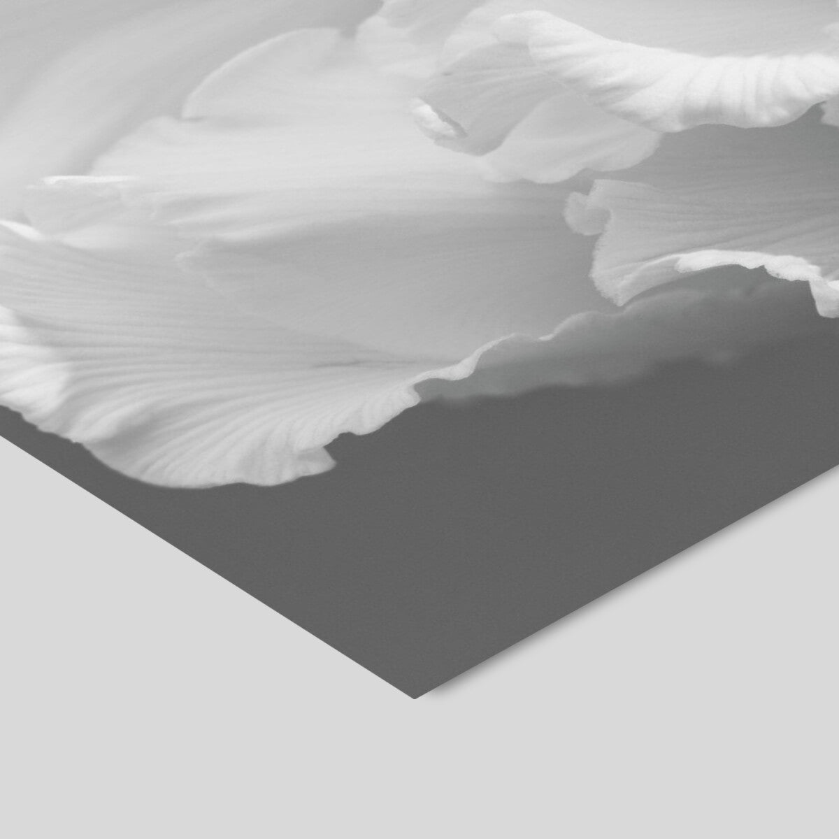 A Blooming Affaire The Coral Cyclamen 30 x 40 cm